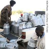 Camel herders making daily deliveries at Tiviski's plant