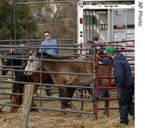 Horses are seized from a Maryland farm in December. Officials accused the owner of a href=