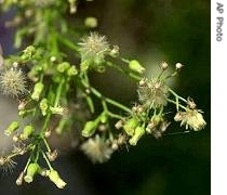 Ragweed plant  