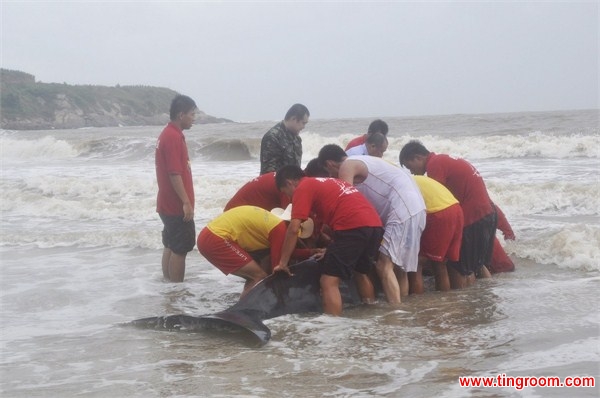 On Saturday, stormy seas caused a three-meter whale to wash ashore on a beach in Guangdong. With no equipment and facing a race against time, rescuers had to push the four-tom mammal by hand to deeper waters. 