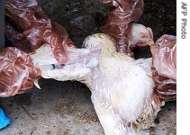 Indian health officials from the animal husbandry department of Kolkata collect blood samples from a dead hen, 8 May 2007 (file photo)