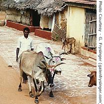 Street scene in Pondicherry