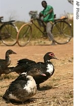 A Nigerian boy watches birds near the farm in northern Nigeria where Africa's first case of a deadly bird flu strain was discovered