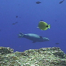 Monk seals swim in the background