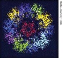 Virus-like Particles (VLPs) Assembled from the L1 Protein of Human Papillomavirus 16