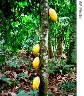 Cocoa trees in a a href=