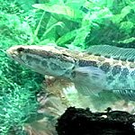 Snakehead fish can take over an a href=