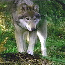 Gray Wolf