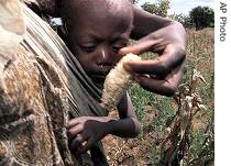 A child is carried by his mother as she harvests her a href=